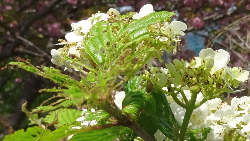 オオデマリのサンゴジュハムシの幼虫 横浜市旭区今宿南町