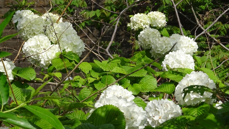 オオデマリの花 横浜市旭区今宿南町
