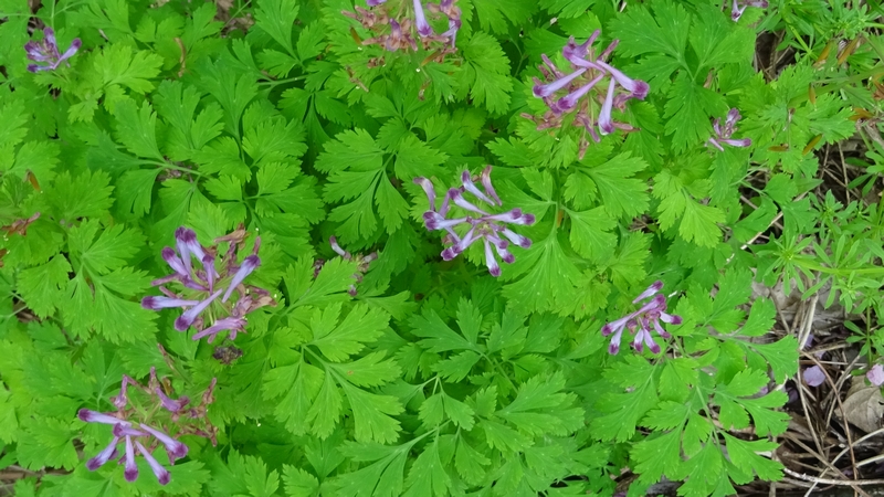 ムラサキケマンの花 横浜市旭区今宿南町