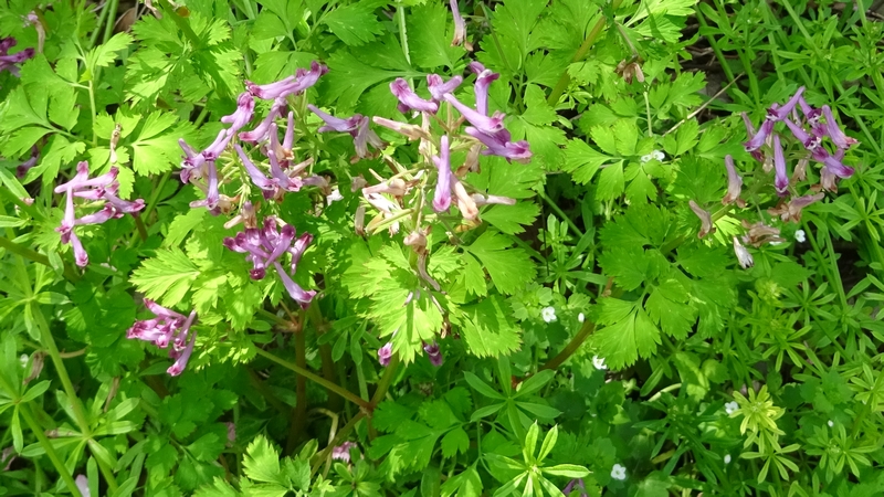 ムラサキケマンの花 横浜市旭区今宿南町