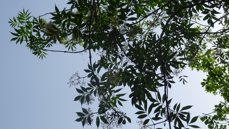 ニワトコの花 横浜市旭区今宿南町