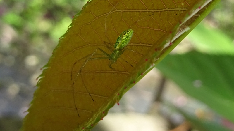 カンザンのウロコアシナガグモ 横浜市旭区今宿南町