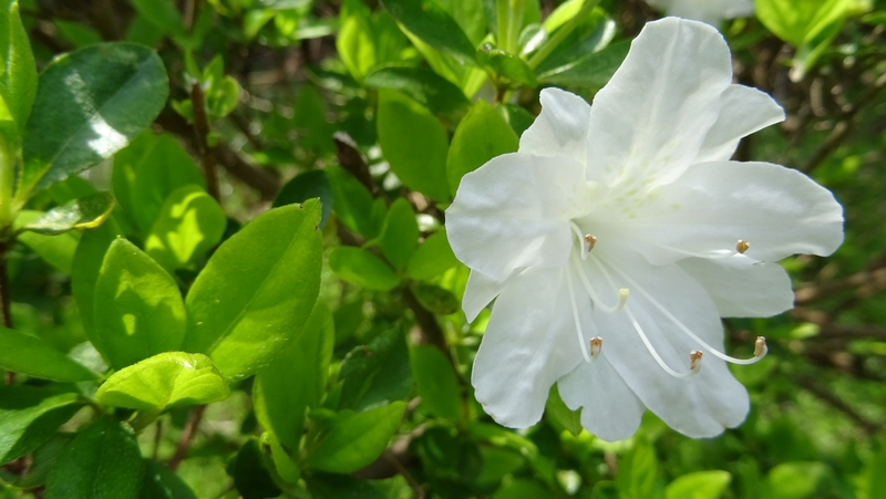 ツツジの花 横浜市旭区今宿南町