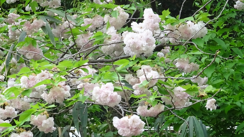 シロタエの花 横浜市旭区今宿南町