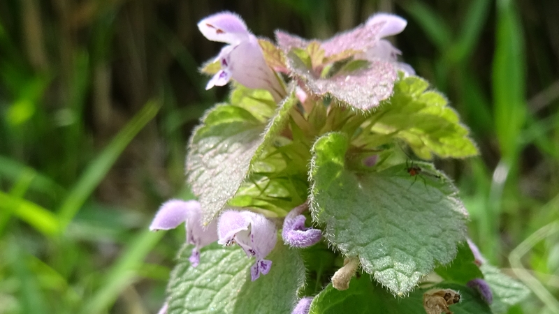 ヒメオドリコソウの花 横浜市旭区今宿南町