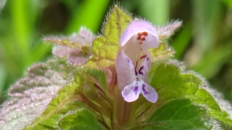 ヒメオドリコソウの花 横浜市旭区今宿南町