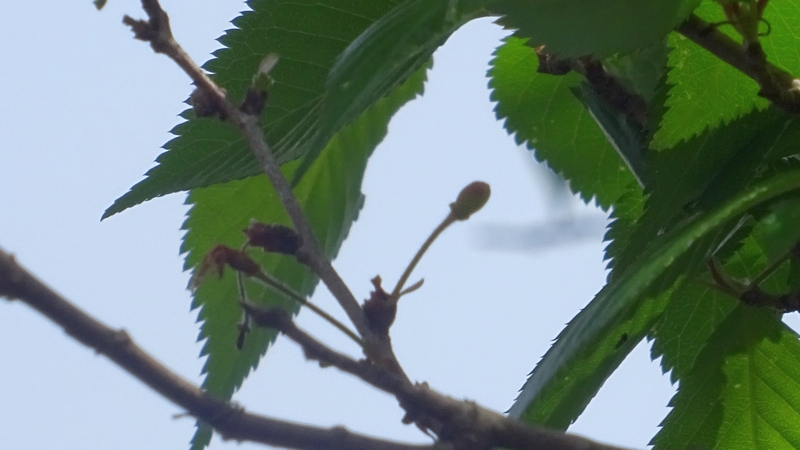 ジュウガツザクラの若い果実 横浜市旭区今宿南町清来寺
