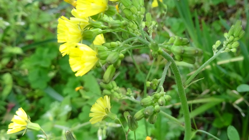 オニタビラコの花 横浜市旭区今宿南町