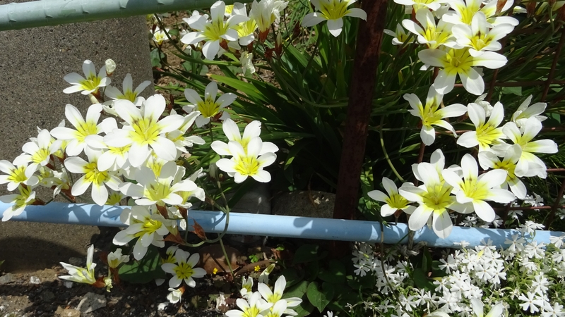 スイセンアヤメの花 横浜市旭区今宿南町