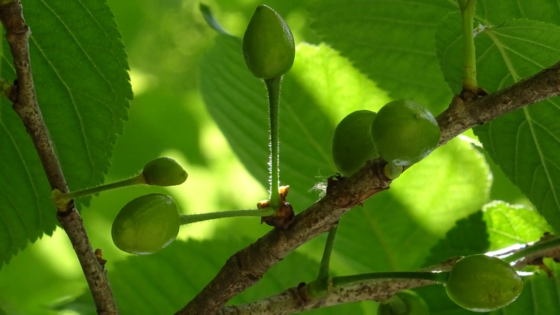カラミザクラの若い果実 横浜市旭区今宿南町