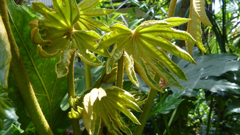 ヤツデの若葉 横浜市旭区今宿南町