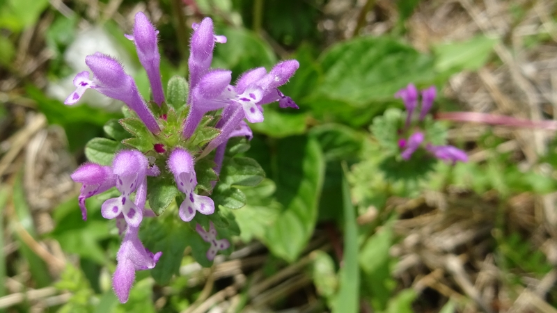 ヒメオドリコソウの花 横浜市旭区今宿南町