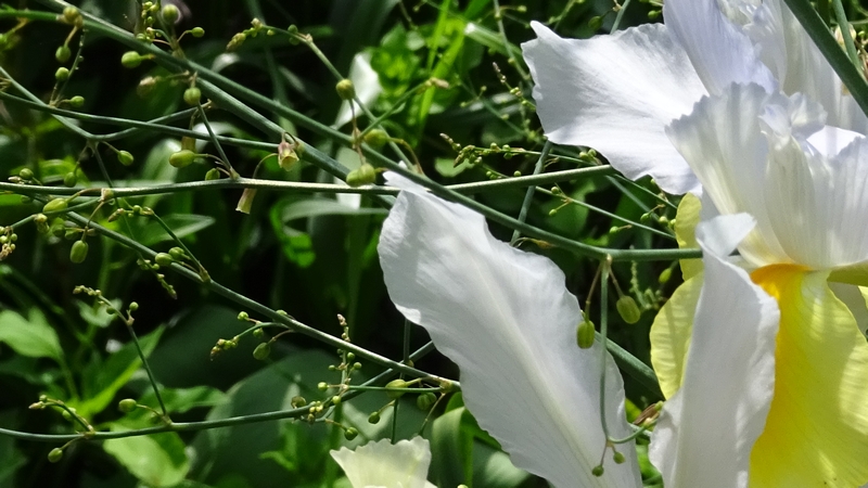アヤメの花とオオミドリボウキの花と蕾 横浜市旭区今宿南町