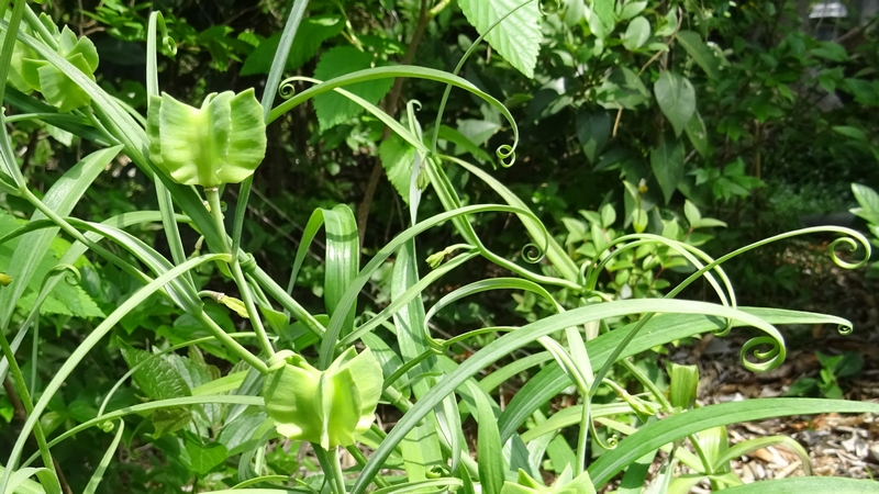 アミガサユリの果実 横浜市旭区今宿南町