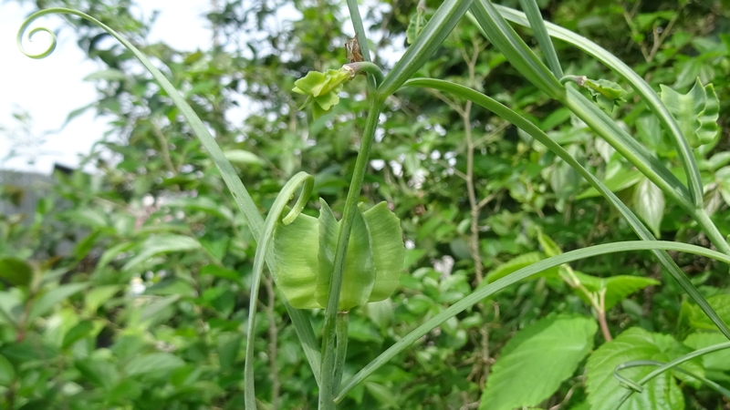 アミガサユリの果実 横浜市旭区今宿南町