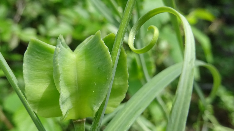 アミガサユリの果実 横浜市旭区今宿南町