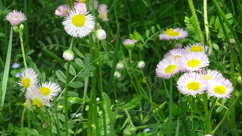 ハルジオンの花 横浜市旭区今宿南町