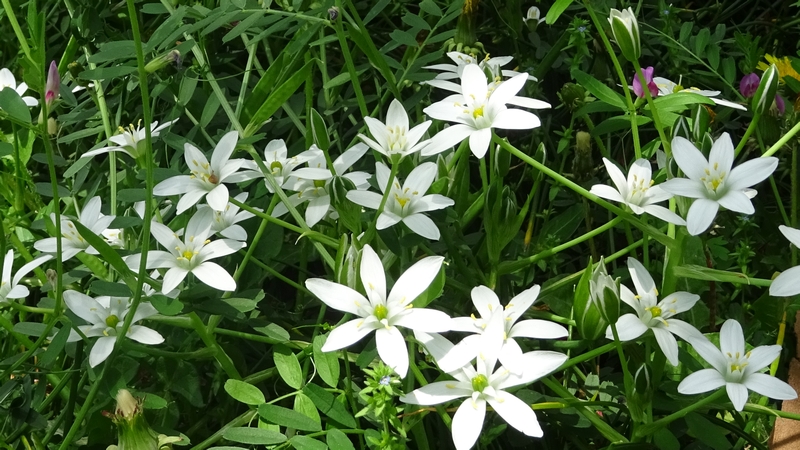 オオアマナの花 横浜市旭区今宿南町