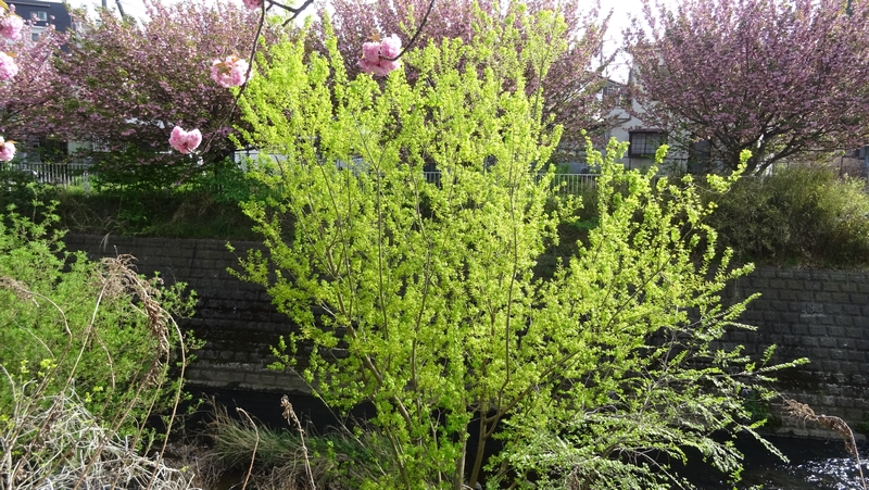 マルバヤナギの花 横浜市旭区今宿東町