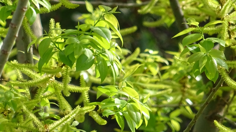 マルバヤナギの花 横浜市旭区今宿東町