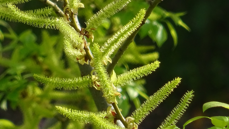 マルバヤナギの花 横浜市旭区今宿東町