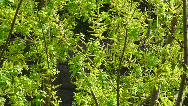 マルバヤナギの花 横浜市旭区今宿東町