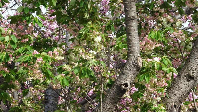 ウコンザクラの花 横浜市旭区今宿東町