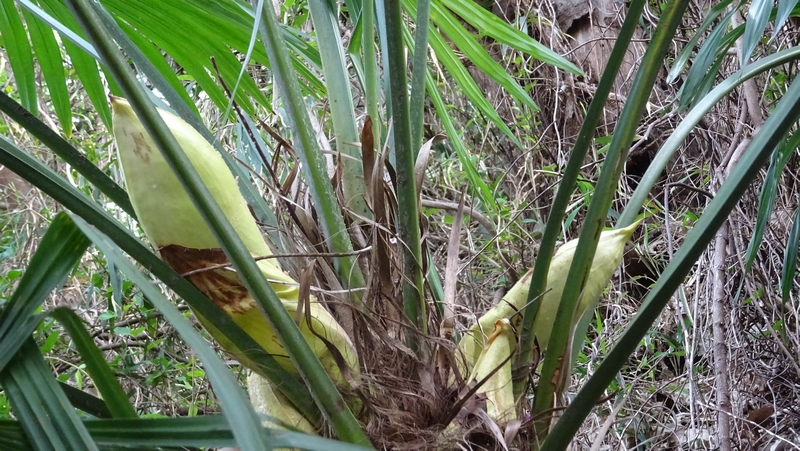 トウジュロの蕾 横浜市旭区今宿南町