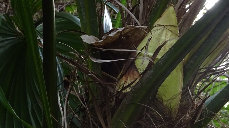 トウジュロの蕾 横浜市旭区今宿南町