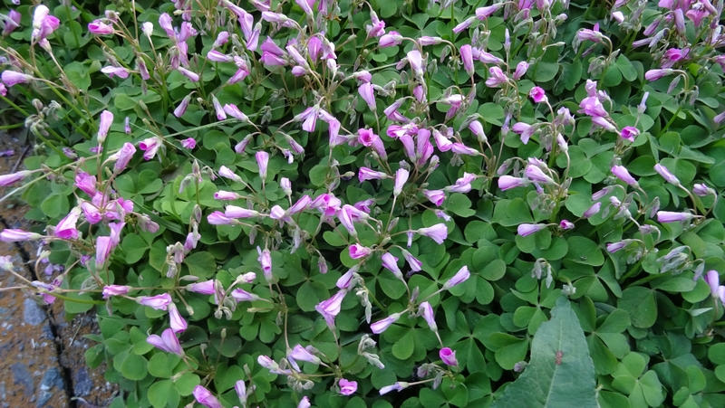 イモカタバミの花 横浜市旭区今宿南町