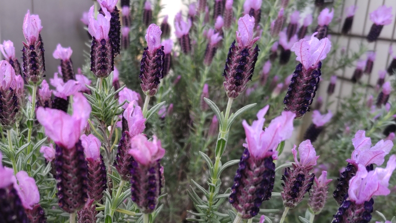 スパニッシュラベンダーの花 横浜市旭区今宿南町