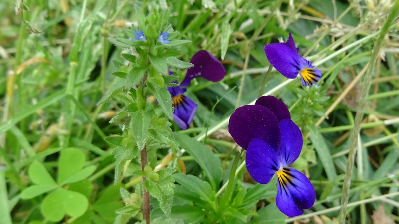 タチイヌノフグリとパンジーの花 横浜市旭区今宿南町
