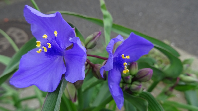 オオムラサキツユクサの花 横浜市旭区今宿南町