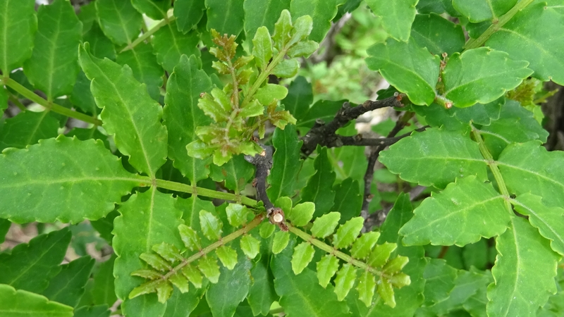 サンショウ 横浜市旭区今宿南町