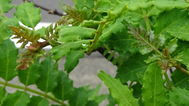 サンショウ 横浜市旭区今宿南町