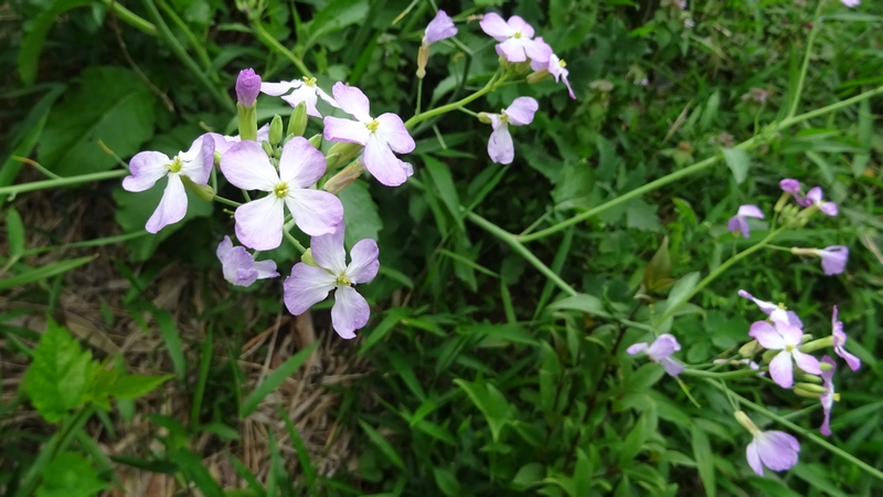 ハナダイコンの花 横浜市旭区今宿南町