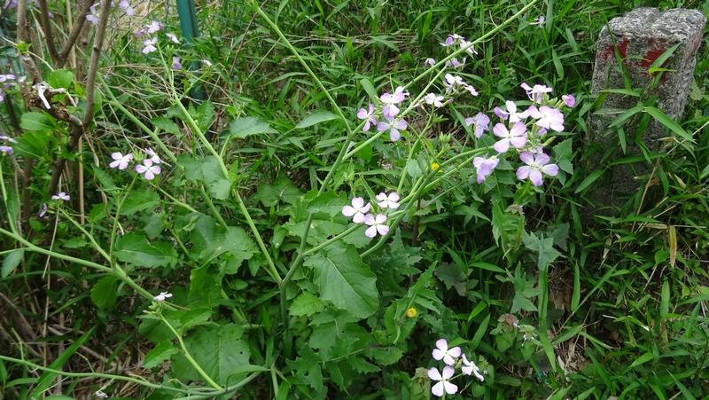 ハナダイコンの花 横浜市旭区今宿南町