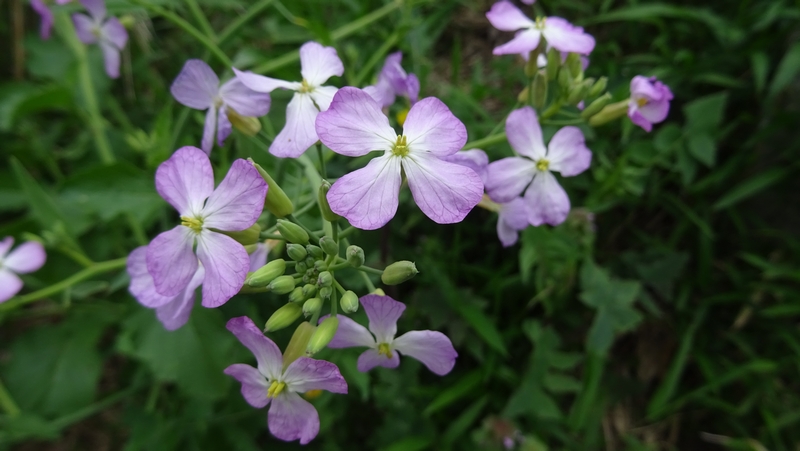 ハナダイコンの花 横浜市旭区今宿南町