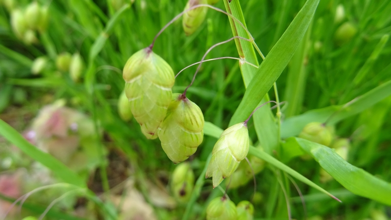 コバンソウの花 横浜市旭区今宿南町