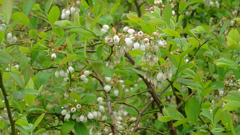 ブルーベリーの花 横浜市旭区今宿南町