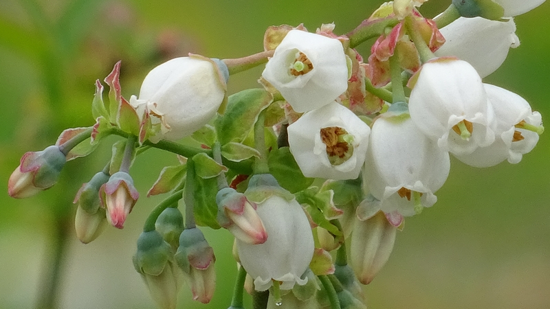 ブルーベリーの花 横浜市旭区今宿南町