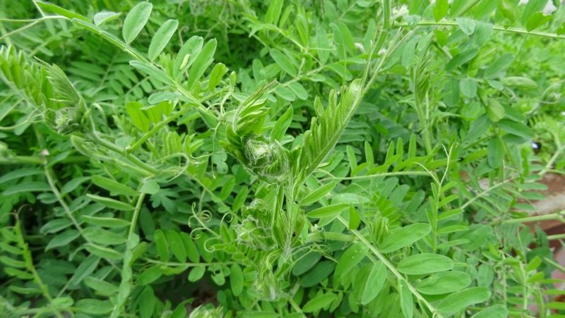 ビロードクサフジ 横浜市旭区今宿南町
