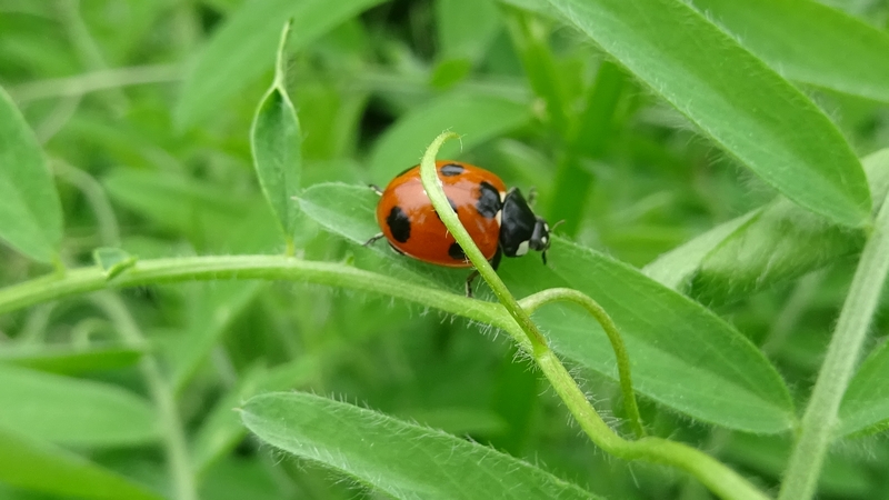 ビロードクサフジとナナホシテントウ 横浜市旭区今宿南町