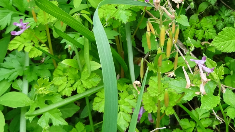 ムラサキケマンの蒴果 横浜市旭区今宿南町