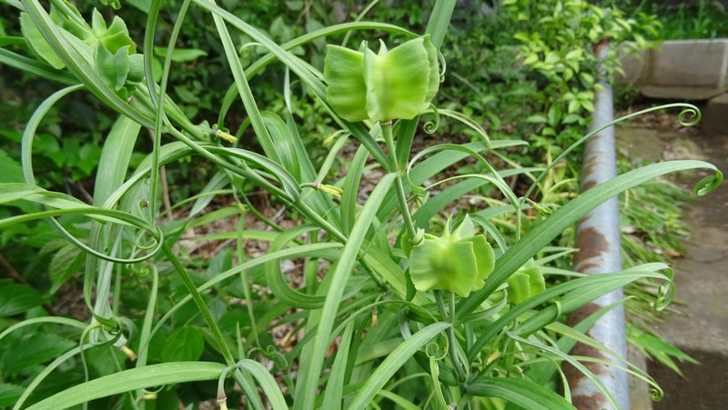 アミガサユリの果実 横浜市旭区今宿南町