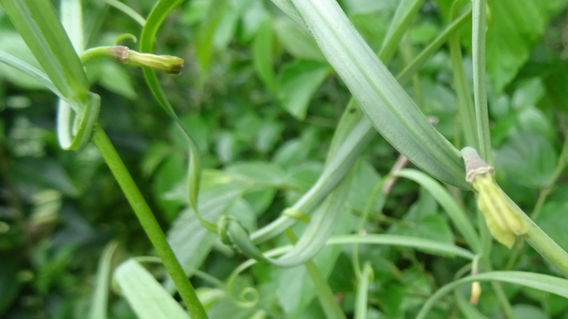 アミガサユリの果実 横浜市旭区今宿南町