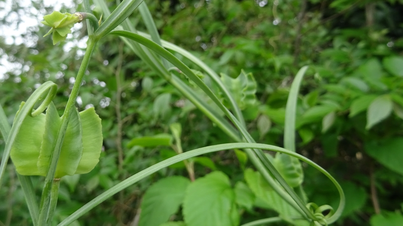 アミガサユリの果実 横浜市旭区今宿南町