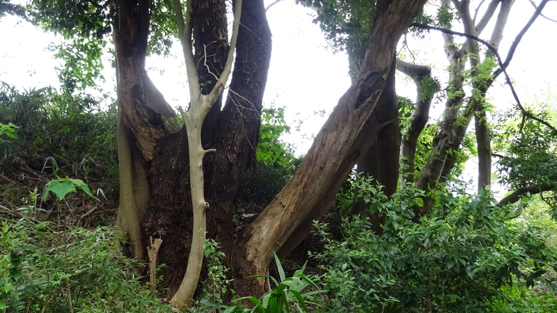 エノキの古木 横浜市旭区今宿南町