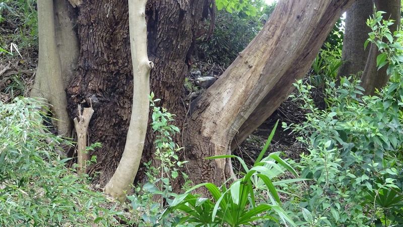 エノキの古木 横浜市旭区今宿南町