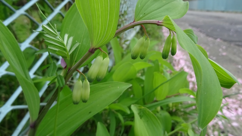 アマドコロの蕾 横浜市旭区今宿南町